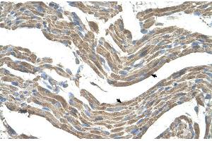 Human Muscle (Asporin 抗体  (Middle Region))