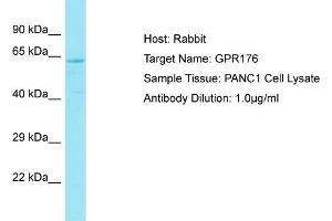 Host: Rabbit Target Name: GPR176 Sample Type: PANC1 Whole Cell lysates Antibody Dilution: 1. (GPR176 抗体  (C-Term))