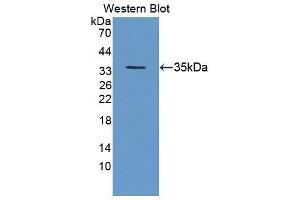 Western blot analysis of the recombinant protein. (Geminin 抗体  (AA 8-206))