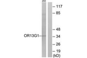 Western Blotting (WB) image for anti-Olfactory Receptor, Family 13, Subfamily G, Member 1 (OR13G1) (AA 241-290) antibody (ABIN1535862)