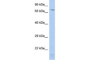 SRP72 antibody (70R-10519) used at 1. (SRP72 抗体  (Middle Region))