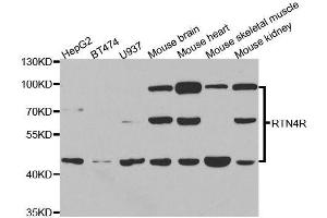 Western blot analysis of extracts of various cell lines, using RTN4R antibody. (RTN4R 抗体  (AA 244-473))