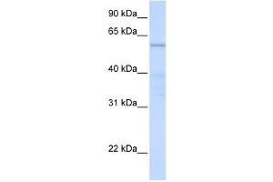 Western Blotting (WB) image for anti-Chromosome 16 Open Reading Frame 71 (C16ORF71) antibody (ABIN2459557) (C16ORF71 抗体)