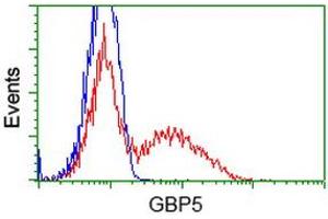HEK293T cells transfected with either RC206627 overexpress plasmid (Red) or empty vector control plasmid (Blue) were immunostained by anti-GBP5 antibody (ABIN2454090), and then analyzed by flow cytometry. (GBP5 抗体)