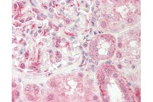 anti-GABA(A) Receptor-Associated Protein Like 1 (GABARAPL1) (AA 31-80) antibody