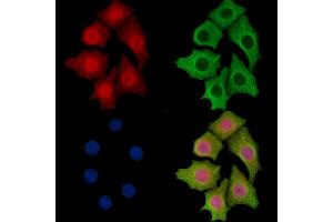 ABIN7096207 and ABIN7100269 staining HepG2 cells by IF/ICC. (SLFN5 抗体)