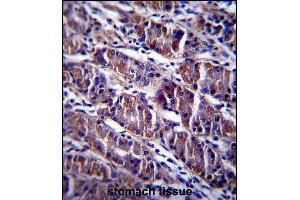 HDAC7 Antibody (C-term) (ABIN657570 and ABIN2846576) immunohistochemistry analysis in formalin fixed and paraffin embedded human stomach tissue followed by peroxidase conjugation of the secondary antibody and DAB staining. (HDAC7 抗体  (C-Term))