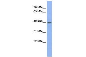 Pannexin 3 antibody used at 1 ug/ml to detect target protein. (Pannexin 3 抗体  (Middle Region))