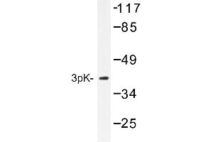 Image no. 1 for anti-Mitogen-Activated Protein Kinase-Activated Protein Kinase 3 (MAPKAPK3) antibody (ABIN272238) (MAPKAP Kinase 3 抗体)