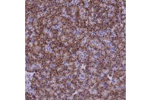 Immunohistochemical staining of human pancreas with SLC24A6 polyclonal antibody  shows strong cytoplasmic positivity in exocrine pancreas in granular pattern.