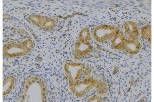 ABIN6277515 at 1/100 staining Human uterus tissue by IHC-P. (KLKB1 抗体  (Internal Region))