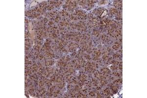 Immunohistochemical staining of human pancreas with BANF2 polyclonal antibody  shows strong cytoplasmic positivity in exocrine glandular cells. (Banf2 抗体)