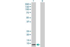 Western Blot analysis of DEFA5 expression in transfected 293T cell line by DEFA5 MaxPab polyclonal antibody. (DEFA5 抗体  (AA 1-94))