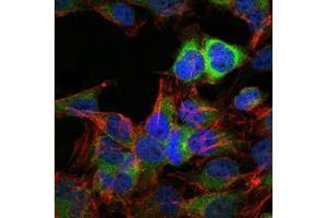 Immunofluorescence (IF) image for anti-Heat Shock Protein 90kDa alpha (Cytosolic), Class B Member 1 (HSP90AB1) antibody (ABIN969202)
