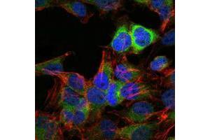 Immunofluorescence analysis of Hela cells using HSP90AB1 mouse mAb (green). (HSP90AB1 抗体)