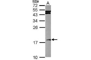 WB Image Sample (50 ug of whole cell lysate) A: mouse brain 15% SDS PAGE antibody diluted at 1:1000 (SUMO2 抗体)