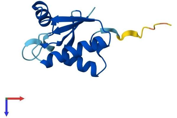 SH3BGRL2 Protein (AA 1-107) (His tag)