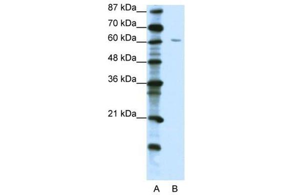 ZNF286A 抗体  (C-Term)