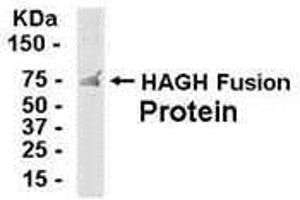 Western Blotting (WB) image for anti-Hydroxyacylglutathione Hydrolase (HAGH) (AA 110-260) antibody (ABIN2468033) (HAGH 抗体  (AA 110-260))