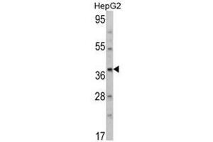 Image no. 1 for anti-Aminomethyltransferase (AMT) (N-Term) antibody (ABIN452734) (Aminomethyltransferase 抗体  (N-Term))
