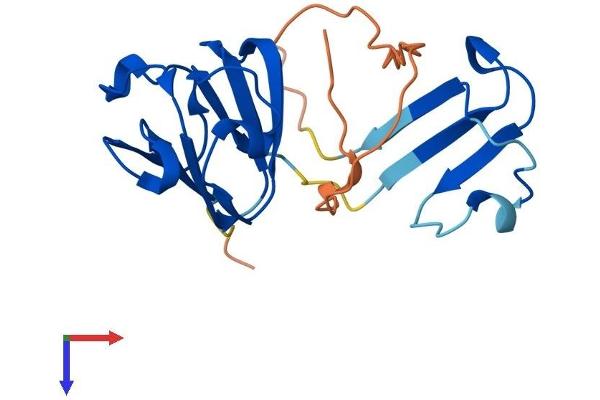 CRYGN Protein (AA 1-182) (His tag)