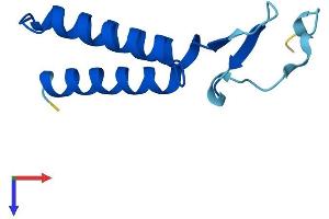 AlphaFold protein structure predicition of Mouse Recombinant Lyrm7 Protein, UniprotID Q9DA03 (LYRM7 Protein (AA 1-104) (His tag))