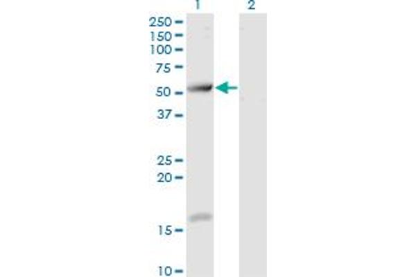 TCP11 anticorps  (AA 342-441)