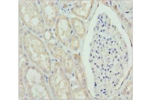 Immunohistochemistry of paraffin-embedded human kidney tissue using ABIN7160688 at dilution of 1:100 (GNS 抗体  (AA 293-552))