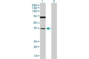 Western Blot analysis of TREX1 expression in transfected 293T cell line by TREX1 MaxPab polyclonal antibody. (TREX1 抗体  (AA 1-369))