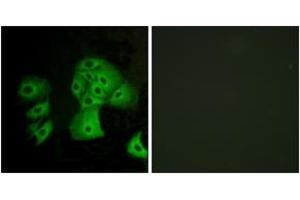 Immunofluorescence analysis of A549 cells, using EDG6 Antibody. (S1PR4 抗体  (AA 211-260))