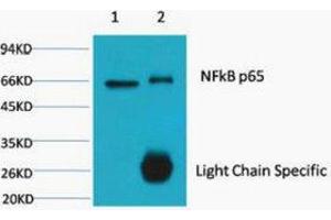 Immunoprecipitation (IP) analysis: 1) Input: HeLa Cell Lysate. (NF-kB p65 抗体)