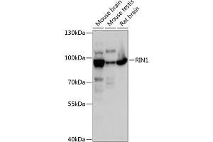 Western blot analysis of extracts of various cell lines, using RIN1 antibody (ABIN6128671, ABIN6146951, ABIN6146952 and ABIN6217912) at 1:3000 dilution. (RIN1 抗体  (AA 1-280))