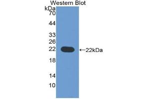 Western blot analysis of recombinant Human CD276. (CD276 抗体  (AA 47-219))