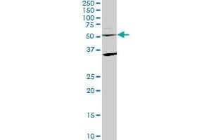 STAU2 monoclonal antibody (M09), clone 3E9. (Double-stranded RNA-binding protein Staufen homolog 2 (STAU2) (AA 2-90) 抗体)
