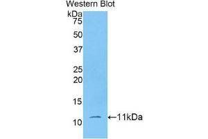 Western Blotting (WB) image for anti-Indoleamine 2,3-Dioxygenase 2 (IDO2) (AA 106-190) antibody (ABIN1176272) (IDO2 抗体  (AA 106-190))