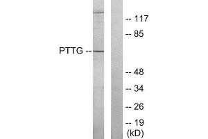 Western Blotting (WB) image for anti-Pituitary Tumor-Transforming 1 (PTTG1) (Internal Region) antibody (ABIN1849460)