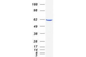 Validation with Western Blot (Neural Wiskott-Aldrich syndrome protein (WASL) protein (Myc-DYKDDDDK Tag))