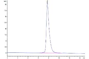 Size-exclusion chromatography-High Pressure Liquid Chromatography (SEC-HPLC) image for Ectodysplasin A2 Receptor (EDA2R) (AA 1-138) protein (Fc Tag) (ABIN7274510)