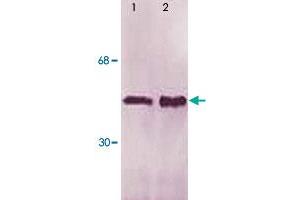 The whole cell lysate derived from m-CSF stimulated Jurket cells (Lane 1) or mouse spleen (Lane 2) were immune-probed by LSP1 (phospho S252) polyclonal antibody  at 1 : 500. (LSP1 抗体  (pSer252))