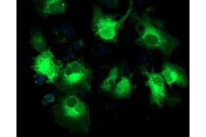 Anti-MAPRE2 mouse monoclonal antibody (ABIN2454620) immunofluorescent staining of COS7 cells transiently transfected by pCMV6-ENTRY MAPRE2 (RC200259). (MAPRE2 抗体)