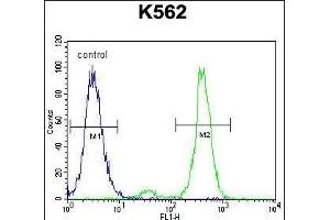 VILL Antibody (Center) (ABIN656022 and ABIN2845397) flow cytometric analysis of K562 cells (right histogram) compared to a negative control cell (left histogram). (VILL 抗体  (AA 385-412))