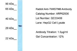 Western Blotting (WB) image for anti-TWIST Neighbor (TWISTNB) (C-Term) antibody (ABIN2789304) (TWIST Neighbor 抗体  (C-Term))