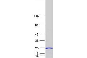 Western Blotting (WB) image for Cell Cycle Exit and Neuronal Differentiation 1 (CEND1) protein (Myc-DYKDDDDK Tag) (ABIN2713903)