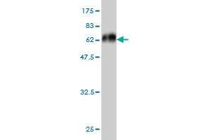 Western Blot detection against Immunogen (59. (MEOX2 抗体  (AA 1-303))