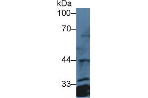 Detection of PTGES2 in Human Hela cell lysate using Polyclonal Antibody to Prostaglandin E Synthase 2 (PTGES2) (PTGES2 抗体  (AA 145-357))