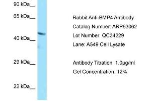 Western Blotting (WB) image for anti-Bone Morphogenetic Protein 4 (BMP4) (C-Term) antibody (ABIN2789354) (BMP4 抗体  (C-Term))