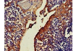IHC image of ABIN7161631 diluted at 1:500 and staining in paraffin-embedded human tonsil tissue performed on a Leica BondTM system. (C4orf14 抗体  (AA 42-174))