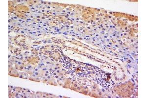 Formalin-fixed and paraffin embedded mouse lymph node tissue labeled with Anti-STAT5 Polyclonal Antibody, Unconjugated  at 1:200 followed by conjugation to the secondary antibody and DAB staining (STAT5A 抗体  (AA 61-160))
