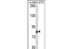 Western blot analysis of TARSL2 Antibody (Center) (ABIN652597 and ABIN2842401) in NIH-3T3 cell line lysates (35 μg/lane). (TARSL2 抗体  (AA 380-408))