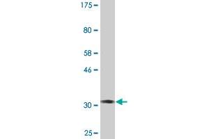Western Blot detection against Immunogen (34. (SKIL 抗体  (AA 236-313))